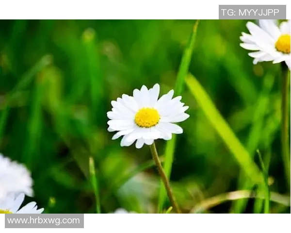 深度对话杨娜的网球人生与奋斗历程的启示与反思